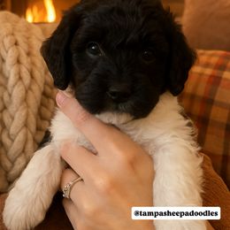 Black Collar - Black and white male Sheepadoodle puppy in Hudson, Florida from Tampa Sheepadoodles