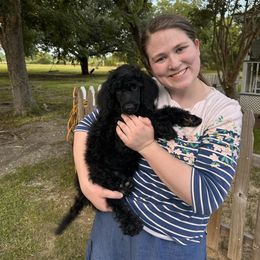 Ash - Black male Poodle puppy in Dayton, Texas from Wolfe Island Poodles