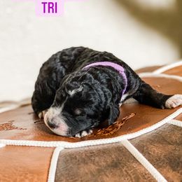 Australian Cattle Dog and Bernedoodle Puppies from Diamond U Doodles & True Grit Stockdogs