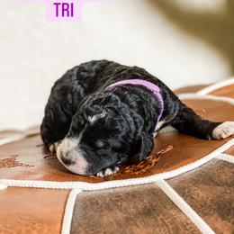 Australian Cattle Dog and Bernedoodle Puppies from Diamond U Doodles & True Grit Stockdogs