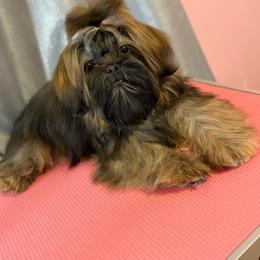 Ckc Belleamy(read full description) - Brindle female Shih Tzu puppy in Roseville, Michigan from Diamond Paws LLC
