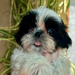 Bentley - Black and white male Shih Tzu puppy in Victorville, California from Precioustzus