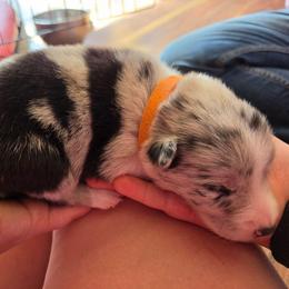 Girl 1 Orange - Atypical merle female Border Collie puppy in Bradley, South Carolina from DiCola Farm