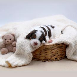 Koda - Brown and white female Aussiedoodle puppy in Manteca, California from Silva Ranch Doodles
