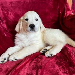 Boy 2 - Light golden male Golden Retriever puppy in Lehigh Acres, Florida from Puppy Love