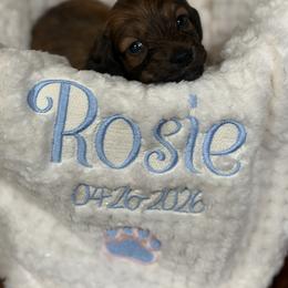 Rosie - Red female Dachshund puppy in Opelousas, Louisiana from Southern Bloom Dachshunds