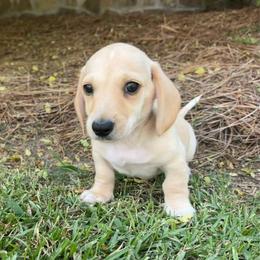 Skipper - Cream male Dachshund puppy in Bremen, Georgia from Asapp’s Sweet and Spicy Dachshunds