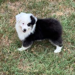 Liberty - Black tri female Miniature American Shepherd puppy in Nolensville, Tennessee from Sweetheart Miniature American Shepherds