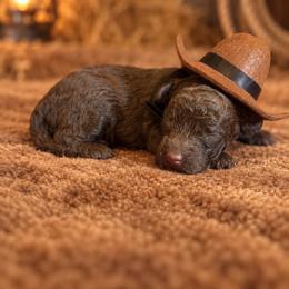 Albert - Chocolate male Goldendoodle puppy in Millville, California from Hope Lane Kennels