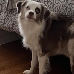 Ghost - Australian Shepherd