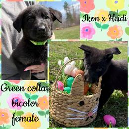 Green collar - Bi-color female German Shepherd puppy in Canterbury, Connecticut from Nachtwaechter German Shepherds, LLC