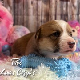 Australian Shepherd and Pembroke Welsh Corgi Puppies from Lewis Aussie’s & Corgi’s