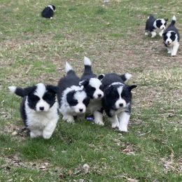 Border Collie puppies from Cross Creek
