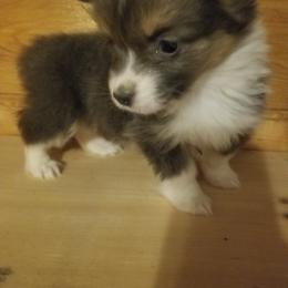 Runt girl - Blue female Pembroke Welsh Corgi puppy in Edmond, Oklahoma from Red Dirt Corgis