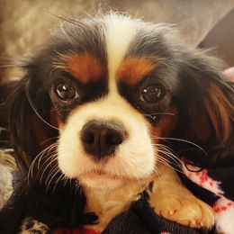 Maui - Cavalier King Charles Spaniel