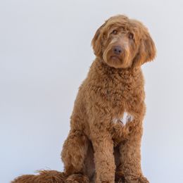 Fenway - Australian Labradoodle