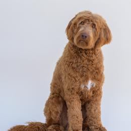Fenway - Australian Labradoodle