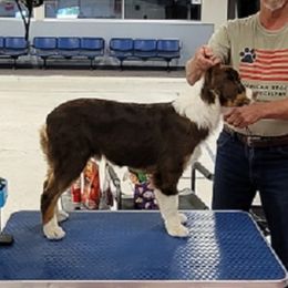 Buckshot - Miniature Australian Shepherd