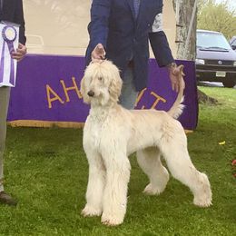 Afghan Hound and Havanese Puppies from Dragonfly Kennels