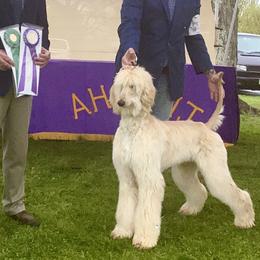 Afghan Hound and Havanese Puppies from Dragonfly Kennels