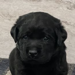 Labrador Retriever Puppies from Mystic River Labradors