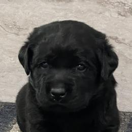 Labrador Retriever Puppies from Mystic River Labradors