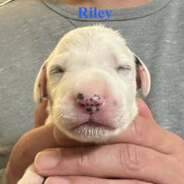 Riley - White and black male Dalmatian puppy in New Jersey from Prestige Dalmatians
