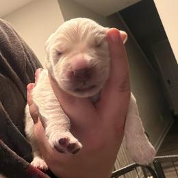 Boy 1 - Golden male Golden Retriever puppy in Menifee, California from The Golden Leash Kennels