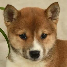 Max - Red male Shiba Inu puppy in Elizabeth, New Jersey from Shiba Inu Loving Care