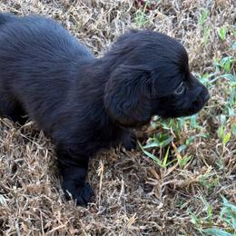 Zoey ( solid black no white ) - Black female Dachshund puppy in Midland, Texas from The Barefield Doxies