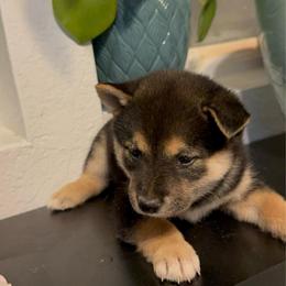 Fawn - Black and tan female Shiba Inu puppy in Las Vegas, Nevada from GBs Shiba Inu's