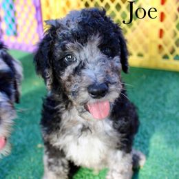 Joe - Blue merle and white male Sheepadoodle puppy in Comanche, Texas from Central Texas Doodles, LLC.