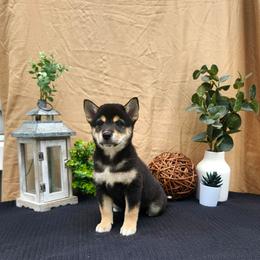 Susie - Black and tan female Shiba Inu puppy in Illinois from Precious-Puppies