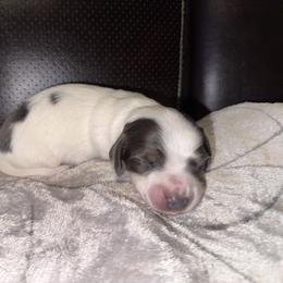 Dachshund Puppies from Sweet Peach Minis