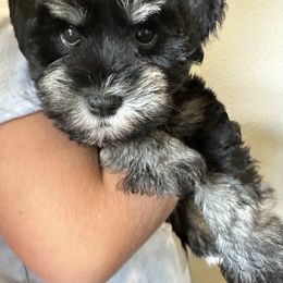 Miniature Schnauzers from Beards N Bows Mini Schnauzers