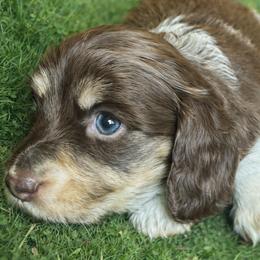 Sophie 3000.00 - Piebald female Dachshund puppy in Albany, Wisconsin from Deglow’s Doxies