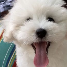 Cotons de Tulear from Pima Coton