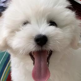 Cotons de Tulear from Pima Coton
