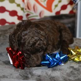 Poodle Puppies from RK'S Pets