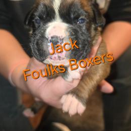 Jack - Fawn male Boxer puppy in Mount Zion, Illinois from Foulk's Boxer Puppies