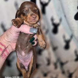 Ivy - Chocolate and tan female Dachshund puppy in Antlers, Oklahoma from MoMo's Dachshunds