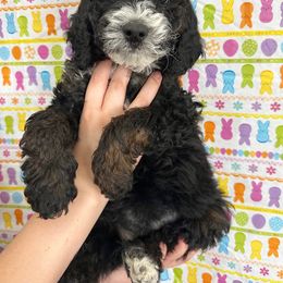 Goldendoodle Puppies from HappyHazelDoodles