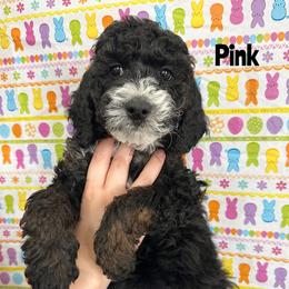 Goldendoodle Puppies from HappyHazelDoodles