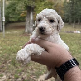 Callie - White female Poodle puppy in Osyka, Mississippi from Southern Sunshine Standards