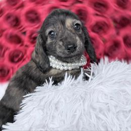 Zoe - Brindle female Dachshund puppy in Richmond, Virginia from Irresistible Dachshunds & Cavaliers
