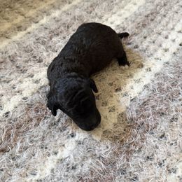 Cosmo - Blue male Poodle puppy in Piqua, Kansas from Legacy Farms Standard Poodles