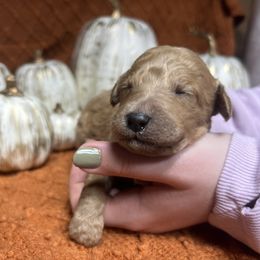 Girl 6 - female Goldendoodle puppy in Alton, Missouri from Roberts Farm Doodles