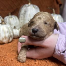 Girl 6 - female Goldendoodle puppy in Alton, Missouri from Roberts Farm Doodles