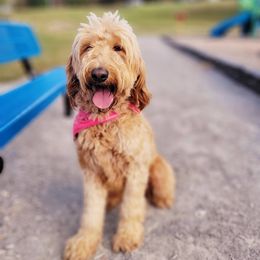 Roxie - Goldendoodle