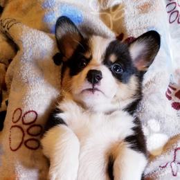 American Corgi and Pembroke Welsh Corgi Puppies from Whimsical Treasure Corgis